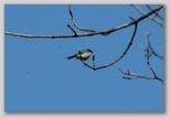 Blue-grey Gnatcatcher