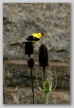 Goldfinch